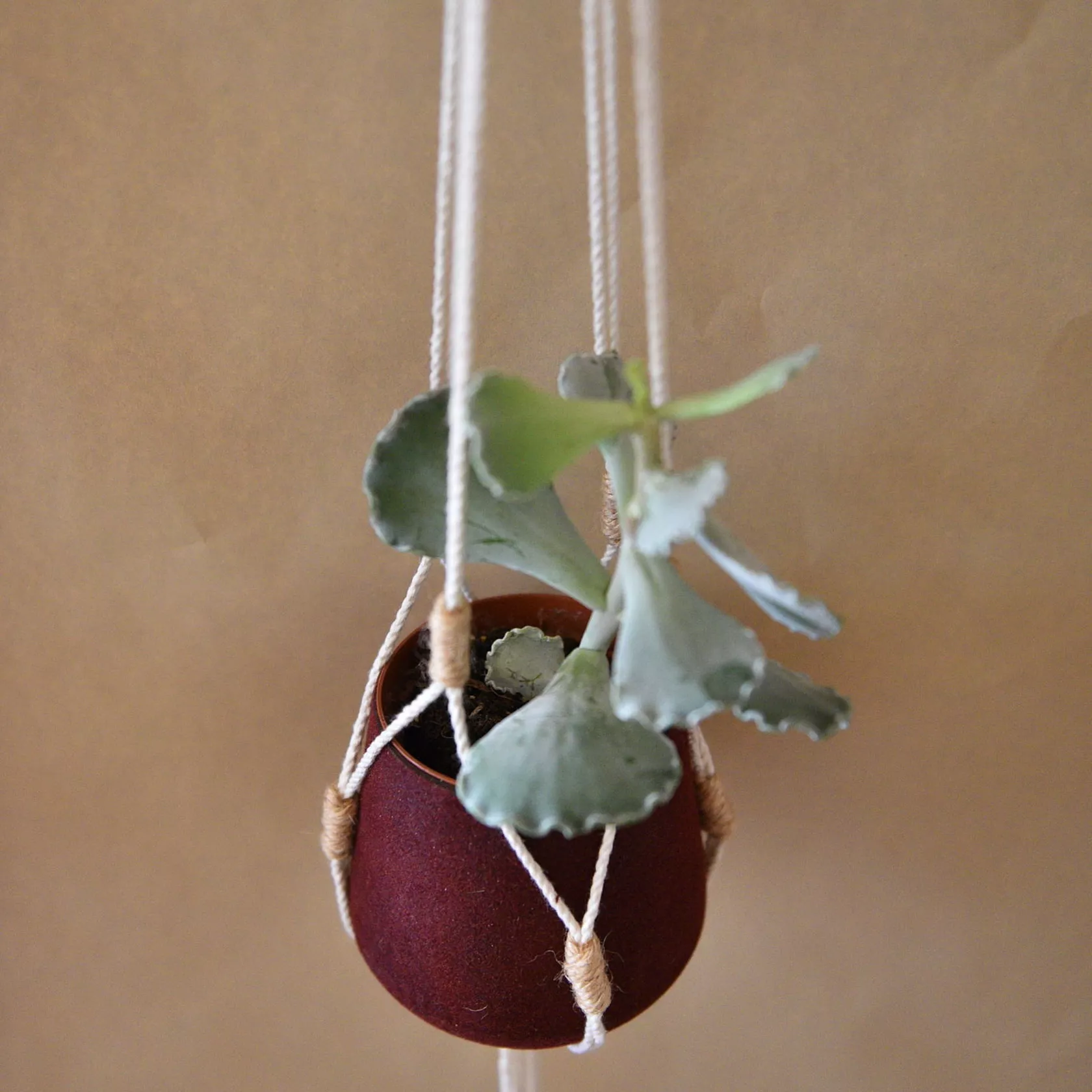 Blumenampel Blumenampel